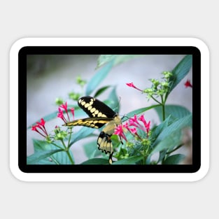 Giant Swallowtail On Pink Flower Sticker